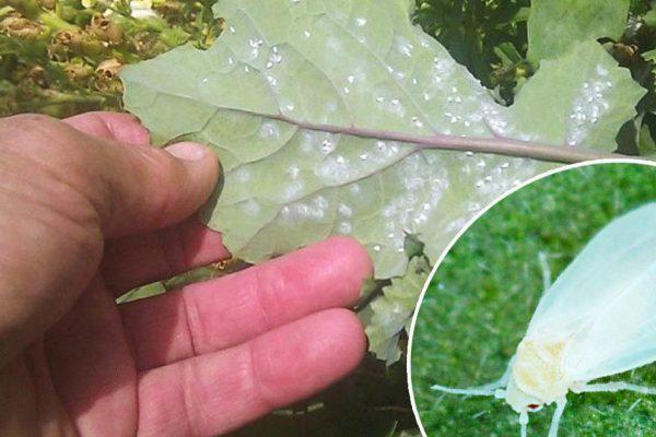 როგორ ვებრძოლოთ ვაზის მავნებლებს