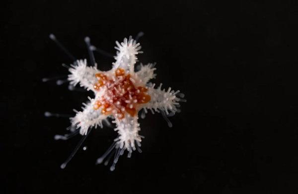 მეცნიერებს ოკეანეებში ერთ-ერთი ყველაზე სასტიკი მტაცებლის დაბრუნება სურთ - რა თვისებებით გამოირჩევა "მზესუმზირის ზღვის ვარსკვლავი"