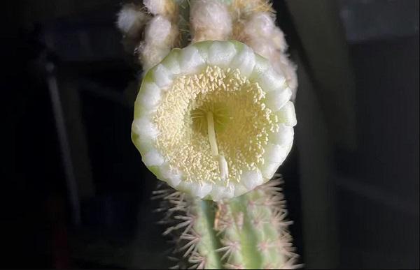 ზღვის დონის აწევამ, აშშ-ში გავრცელებული ერთადერთი ხის კაქტუსის სახეობა გაანადგურა - რას ამბობენ ეკოლოგები?