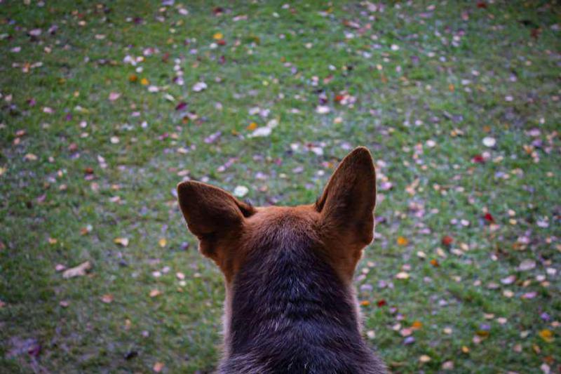 "45 წლის ქალი ცოფით თავისივე ლეკვისგან დაინფიცირდა...  დასრულდა ლეტალური გამოსავლით" -  ცოფის შემთხვევა ამბროლაურში: რა განცხადებას ავრცელებს დაავადებათა კონტროლის ცენტრი