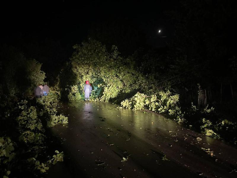 სტიქია კახეთში: მოგლეჯილია ხეები და ელექტროგადამცემი ბოძები, დაზიანებულია სახლების სახურავები - რომელი რეგიონი დაზარალდა?