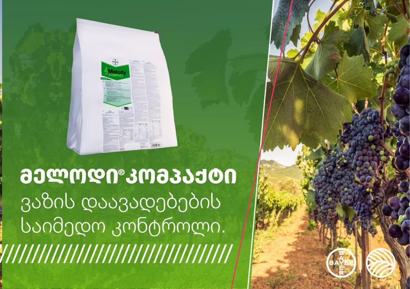 მელოდი კომპაქტი – ვაზის ჭრაქისგან დაცვის საუკეთესო საშუალება