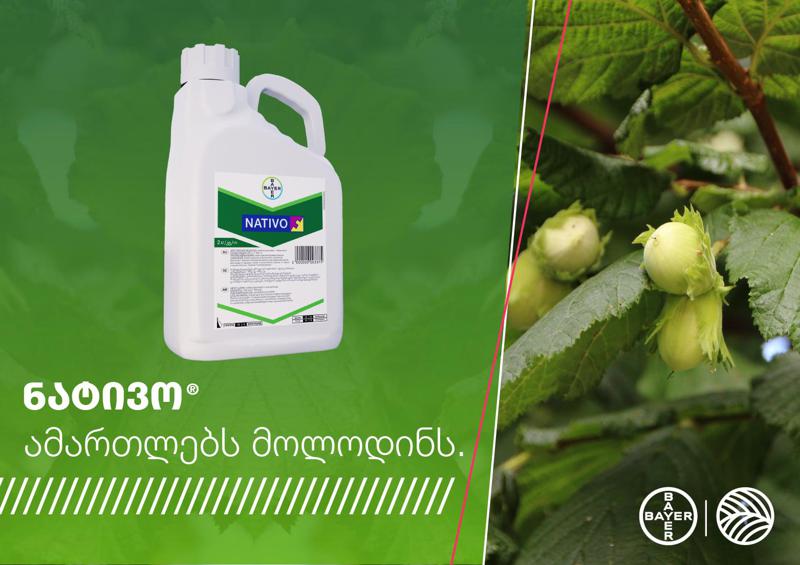 ნატივო – უფრო მეტი, ვიდრე ნაცრის საწინააღმდეგო პრეპარატი