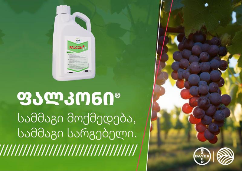 ფალკონი – სუპერფუნგიციდი ვაზისა და მარცვლეული კულტურების საიმედოდ დასაცავად