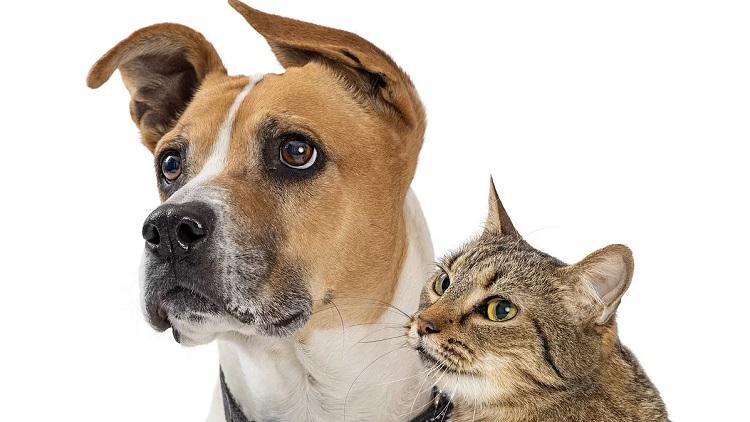 ჩვენი შინაური ცხოველები გრძნობენ როდის გვტკივა ან ვკვდებით, თუნდაც კილომეტრებით შორს იყვნენ - ახალი კვლევა