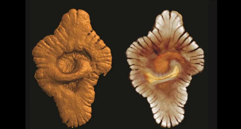 სიცოცხლე დედამიწაზე შესაძლოა გაცილებით უფრო ადრეული იყოს, ვიდრე აქამდე მიიჩნეოდა - რა აღმოაჩინეს გაბონში და რას აცხადებენ მეცნიერები?