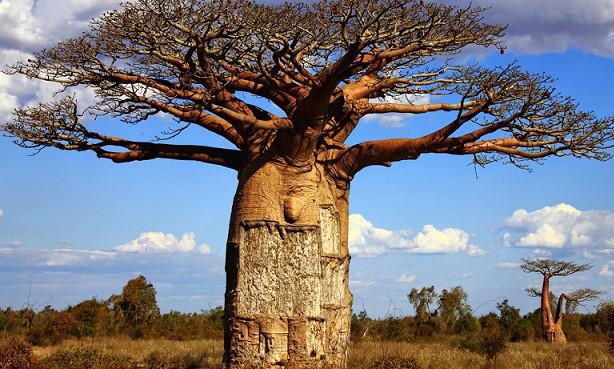 საქართველოში კენიიდან ჩამოტანილი რვავე ბაობაბის ხე გახმა - შეკვეთილის დენდროლოგიური პარკის ადმინისტრაციის განცხადება