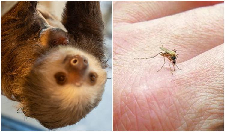 მორიგი ეპიდემიის საფრთხე? - ევროპაში ახალი, “ზარმაცას“ ვირუსის 19, მსოფლიოში კი 8000 შემთხვევა დაფიქსირდა, გარდაიცვალა 2 ადამიანი