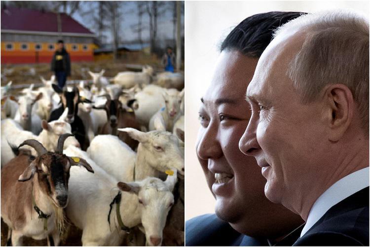 პუტინმა კიმ ჩენ ინს საჩუქრად 447 თხა გაუგზავნა