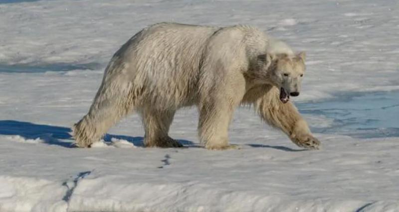 პოლარული დათვების თავდასხმა კანადაში - გარდაცვლილია ერთი ადამიანი