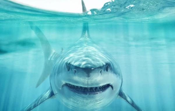 საფრთხე ადამიანებისთვისაც? -  მეცნიერები შეაშფოთა ოკეანეში "კოკაინის ზვიგენების" გამოჩენამ