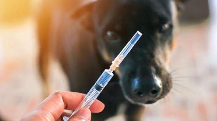 "იძებნებიან პირები, ვინც აფრიკის დასახლებაში ძაღლთან იყვნენ კონტაქტში... ძაღლს დაუდასტურდა ცოფი" - სეს-ის საგანგებო განცხადება