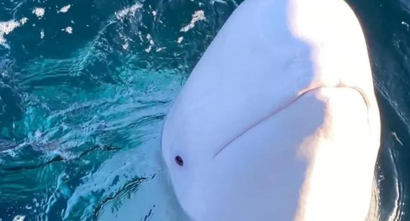 თეთრი ვეშაპი ჰვალდიმერი, რომელზეც ეჭვობდნენ, რომ რუსებმა ჯაშუშად გაწვრთნეს, ნორვეგიის სანაპიროსთან მკვდარი იპოვეს