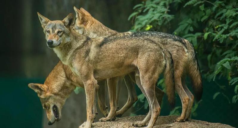 ბავშვებზე მგლების თავდასხმების გამო ინდოეთი პანიკამ მოიცვა - რა განაპირობებს ცხოველების ქცევის ცვლილებას?