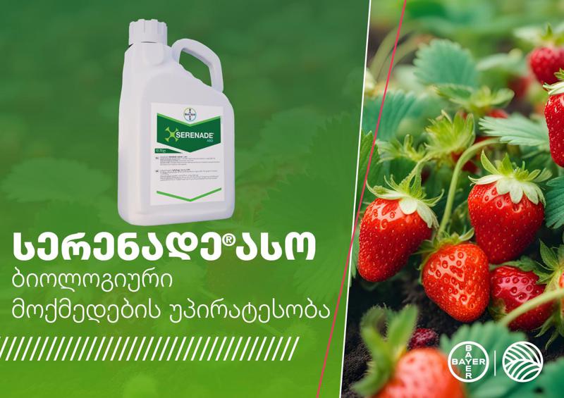 სერენადე ასო – ინოვაციური ბიოპრეპარატი სოკოვანი და ბაქტერიული დაავადებების წინააღმდეგ