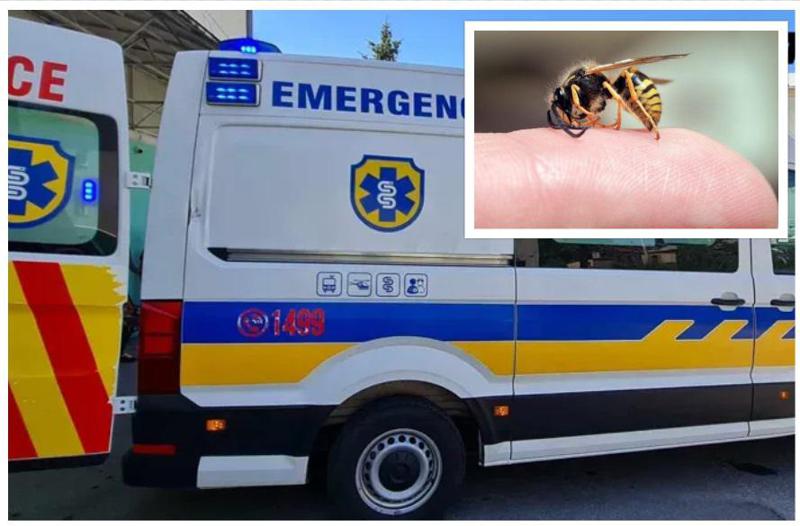 "კბენიდან დაახლოებით ორ წუთში დამძიმდა... ახლა კომაშია" - ახალციხეში კაცს ბზიკის ნაკბენის გამო მძიმე ალერგიული რეაქცია განუვითარდა