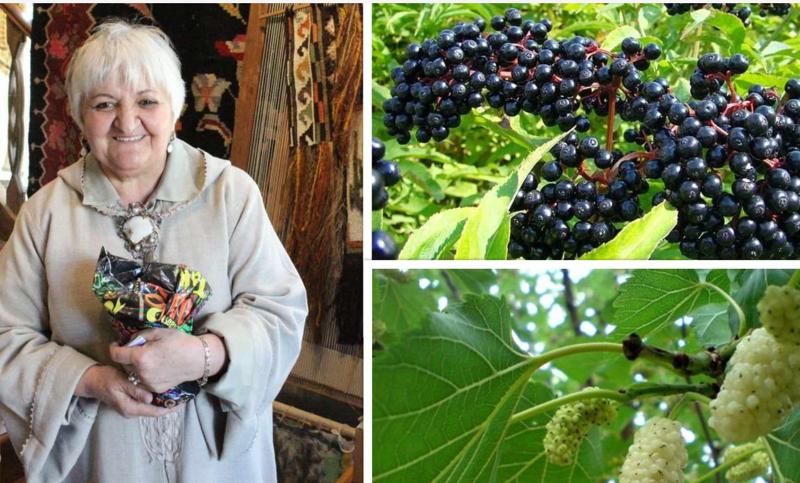 ანწლი, ბროწეული, თუთა და... - როგორ ქმნიან მცენარეებისგან სხვადასხვა ფერის საღებავებს? უნიკალური მეთოდი