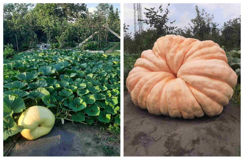 "მისი თესლი კანადიდან გამოვიწერე, დღეში 15 კილოს იმატებს... საჭმელად ამას არავინ იყენებს, ახლა 500 კილოზე მეტია" - ზუგდიდში მოყვანილი გიგანტური გოგრის ამბავი