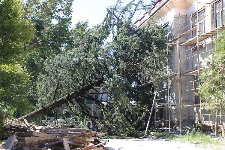 “მოგლეჯილია ათეულობით მრავალწლიანი ხე, დაზიანდა ელექტრო გადამცემი ბოძები, გაითიშა დენი და შეწყდა წყალმომარაგება“ - ძლიერმა ქარმა ზუგდიდში პრობლემები შექმნა