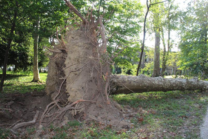 ზუგდიდის ბოტანიკურ ბაღში ძლიერმა ქარმა ათობით ხე მოგლიჯა (ფოტოები)