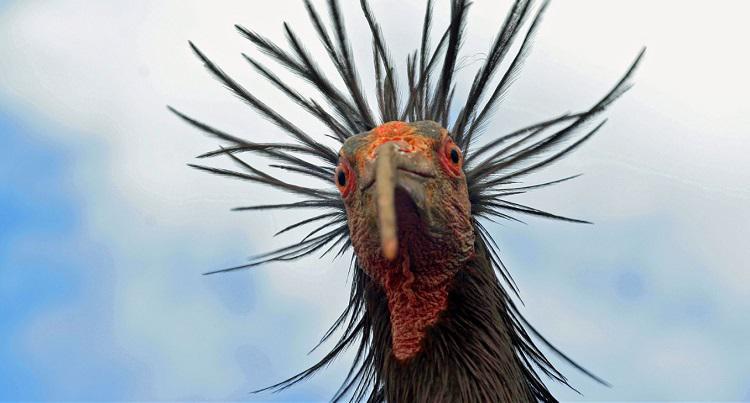 300-ზე მეტი წლის წინ გაუჩინარებული, უძველესი სახეობის ფრინველი ევროპის ცაზე ბრუნდება