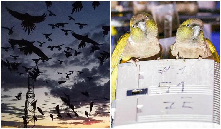 “ეს ჰიჩკოკის საშინელებათა თრილერს ჰგავს“, - არგენტინის ერთ-ერთი ქალაქი თუთიყუშების შემოსევას ებრძვის (ვიდეო)