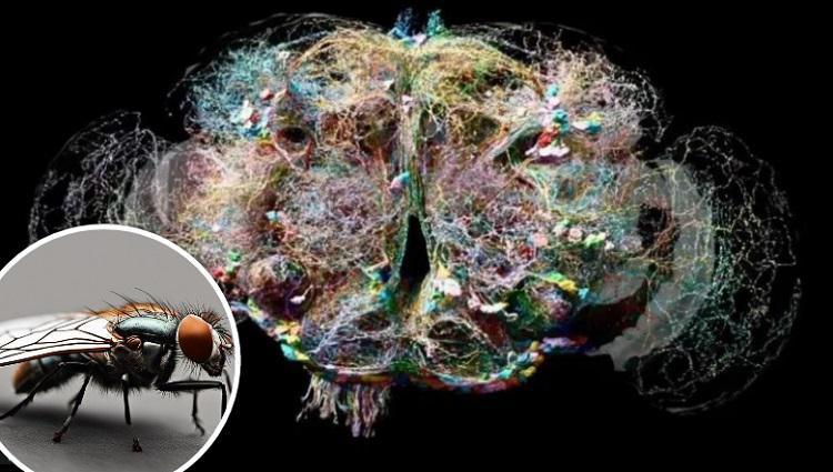 მეცნიერებმა ბუზის ტვინის შესწავლაში ნამდვილი გარღვევა მოახდინეს - ამით შესაძლოა ამოიხსნას, თუ როგორ მუშაობს ადამიანის გონება: კვლევის დეტალები