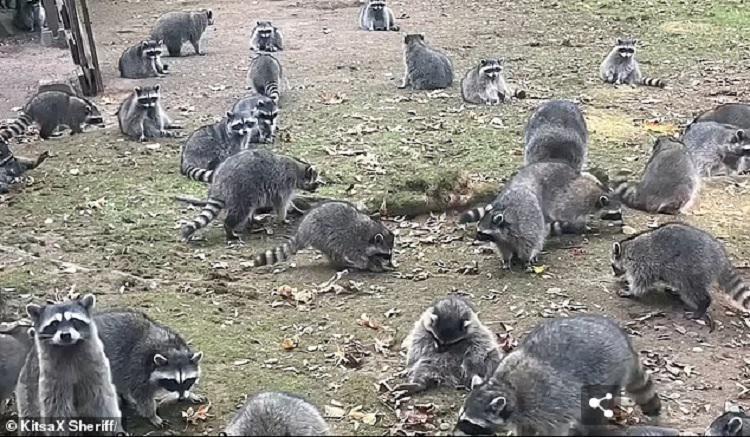 ენოტმა ქალს, რომელიც მას 35 წლის განმავლობაში კვებავდა, სახლში 100-მდე მეგობარი მიუყვანა - უცნაური შემთხვევა აშშ-ში