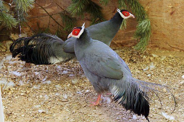 საქართველოში წყვილი ხოხობი 1000 ლარი ღირს - "ბევრმა არც კი იცის, ეს რა ფრინველია..."