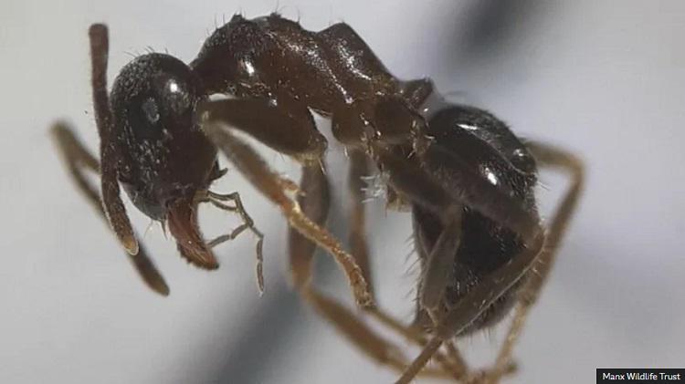 ჭიანჭველები აღმოაჩინეს კუნძულზე, რომელზეც აქამდე ეს მწერები არ ბინადრობდნენ