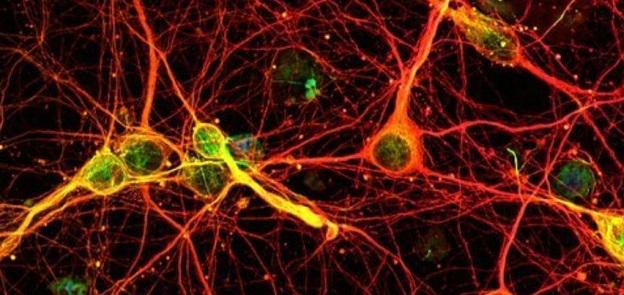 "მეხსიერებაზე პასუხისმგებელი მხოლოდ ტვინი არ არის" - რას აჩვენა ახალმა კვლევამ, რომელიც შესაძლოა თვითგანკურნების ინოვაციად იქცეს