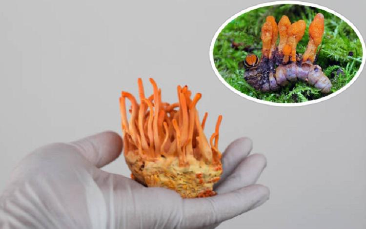 ზომბი სოკომ, რომელიც ორგანიზმებს “მოსიარულე მკვდრებად“ აქცევს, შესაძლოა ადამიანების სიცოცხლე გადაარჩინოს: კვლევის დეტალები