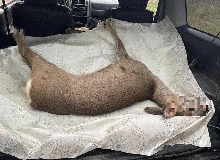 ბრაკონიერმა თეთრიწყაროში შველი მოკლა - რამდენით დაჯარიმდა სამართალდამრღვევი: გარემოს დაცვის დეპარტამენტი დეტალებს აქვეყნებს