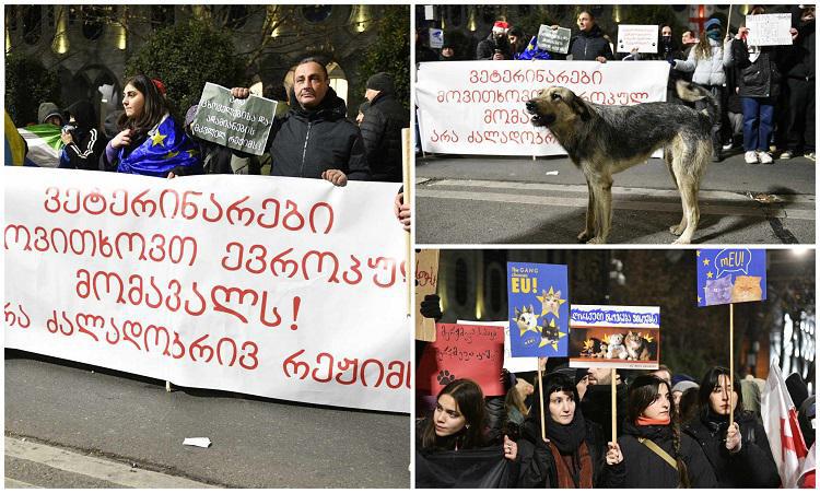 ვეტერინარები და ცხოველთა მოყვარულები პარლამენტთან მიმდინარე აქციას მსვლელობით შეუერთდნენ - კადრები თბილისის ყველაზე ხმაურიანი წერტილიდან