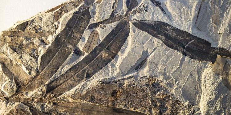 ნამარხებმა იდუმალი “უცხო სახეობის“ მცენარე გამოავლინეს, რომლის მსგავსი აქამდე არ უნახავთ - რას წერს კვლევითი ცენტრი