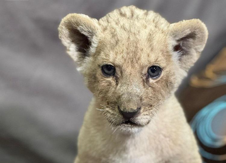 როგორ მოხვდა ლომის ბოკვერი თბილისის ზოოპარკში? როგორ გრძნობს თავს? - საქართველოში შემოყვანილი ცხოველის ამბავი თანმიმდევრულად და დეტალურად: რას წერს ზოოპარკი