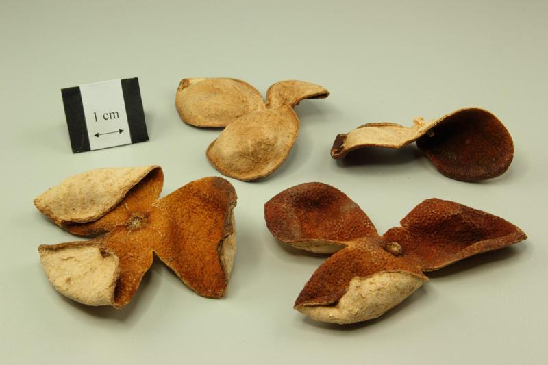 ქალაქი, სადაც 500 გრამი მანდარინის ქერქი 9 650 დოლარი ღირს - რატომ დაედო ციტრუსს "ოქროს" ფასი: "ჩინელი მეწარმე ქერქმა მილიონერად აქცია"