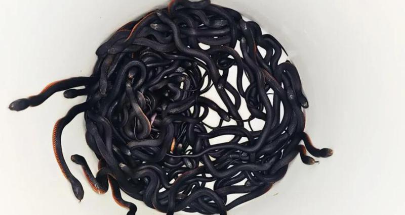 სიდნეიში, ერთ-ერთ ეზოში 100-ზე მეტი შხამიანი გველი აღმოაჩინეს