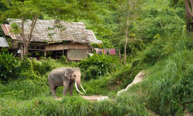 ტაილანდში ველური სპილოების გამრავლება სერიოზულ პრობლემებს ქმნის - ქვეყანა მათი შობადობის გაკონტროლებას აპირებს