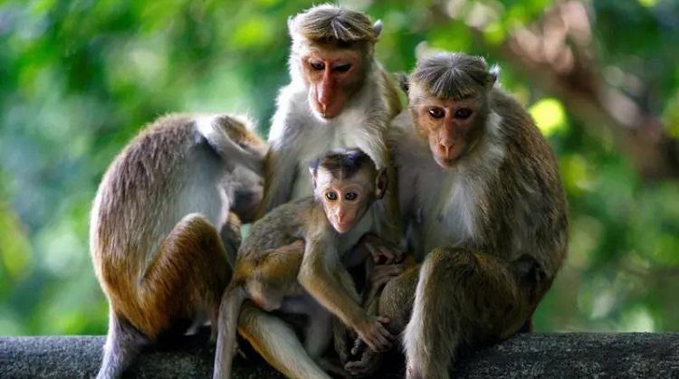 ერთმა მაიმუნმა ლამის მთელი შრი-ლანკა ელექტროენერგიის გარეშე დატოვა - რა მოხდა დედაქალაქ კოლომბოში?