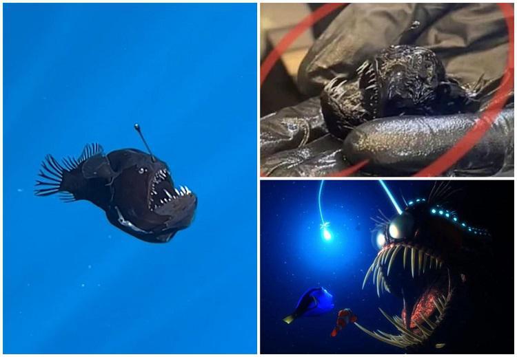 ისტორიაში პირველად, "ზღვის ეშმაკმა" ზედაპირზე ამოცურა - მეცნიერებმა უნიკალური კადრების გადაღება შეძლეს: "სინათლეზე ამოსვლიდან რამდენიმე საათში მოკვდა"