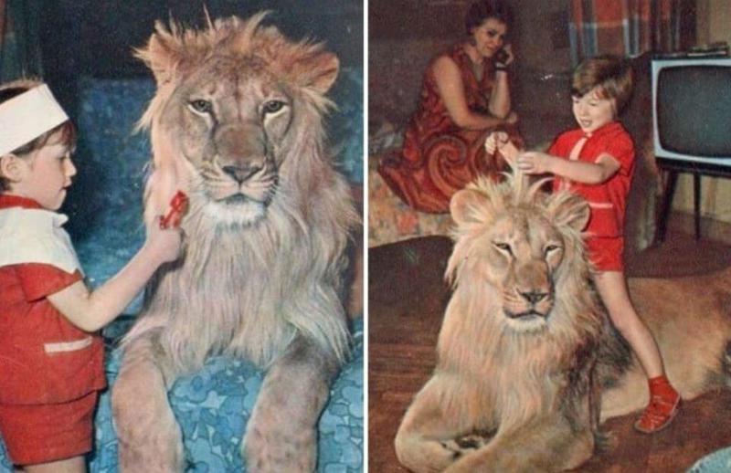 არქიტექტორის შვილი მათთან გაზრდილმა ლომმა მოკლა - ტრაგიკული ისტორია ოჯახზე, სადაც მტაცებელი ცხოველი იზრდებოდა: რა მოხდა 1970 წელს ბაქოში