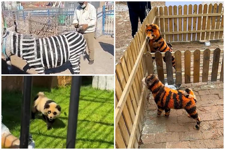 ჩინეთის ზოოპარკში, ვირებს ზოლები დაახატეს, რათა ისინი ზებრებს დამსგავსებოდნენ - ხრიკი ვიზიტორების მოსაზიდად, რომელიც მალევე გამჟღავნდა