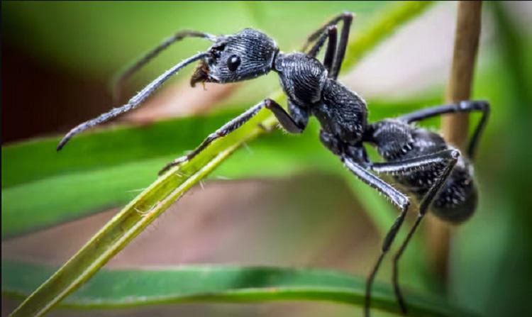 გრძნობენ თუ არა ჭიაყელები ტკივილს, ან ჭიანჭველები ბედნიერებას? - რა დასკვნამდე მივიდნენ მეცნიერები უხერხემლოთა გრძნობების შესწავლისას