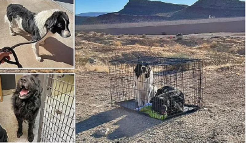 "დაუჯერებელი სისასტიკე"  - იუტას უდაბნოში, მცხუნვარე მზის ქვეშ, წყლისა და საკვების გარეშე,   გალიაში გამოკეტილი ძაღლები იპოვეს