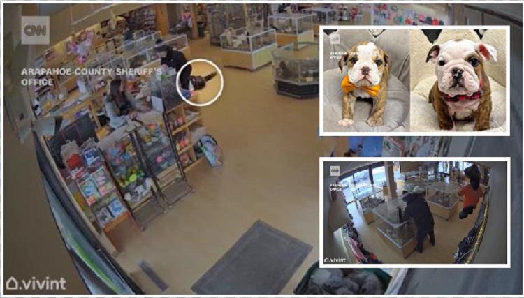 მამაკაცმა მაღაზიაში კრუნჩხვა გააყალბა, რა დროსაც პარტნიორმა 8 000 დოლარიანი ლეკვები მოიპარა - უცნაური ძარცვა აშშ-ში (ვიდეო)