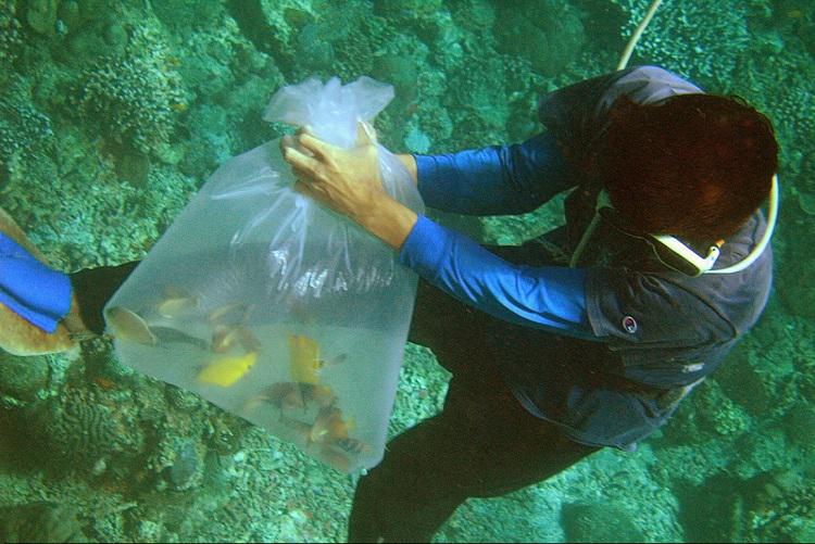 ზვიგენების თავდასხმას რუსი ტურისტი ემსხვერპლა - “დაივინგის დროს დაესხა თავს, ხელი ჰქონდა მოწყვეტილი"