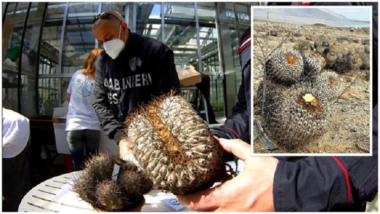 უპრეცედენტო კონტრაბანდული სქემა და ოპერაცია "ატაკამა"  - როგორ გაიტანა იტალიელმა კოლექციონერმა ჩილედან მილიონი დოლარის უიშვიათესი კაქტუსები?
