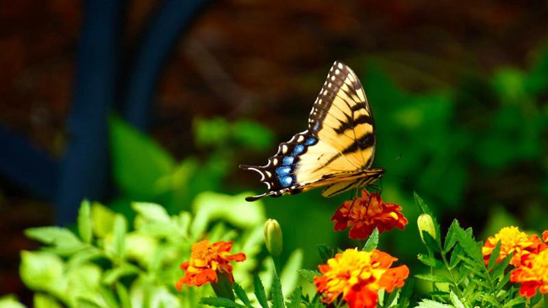 3 რამ, რაც იზიდავს ბედნიერებას ოჯახში, სიყვარულს - გულში და ფულს - საფულეში