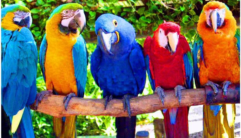 ტესტი: შეარჩიეთ თუთიყუში და გაიგეთ, რას გიმალავთ თქვენი საყვარელი ადამიანი